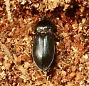 Selatosomus montanus - photo 3