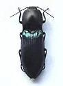 Selatosomus semimetallicus