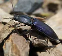 Selatosomus semimetallicus - photo 4