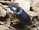 Selatosomus semimetallicus - photo 5
