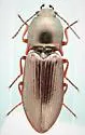 Selatosomus splendens - photo 5