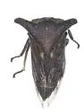 Selenacentrus wallacei