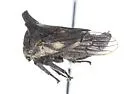 Selenacentrus wallacei - photo 2