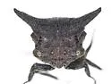 Selenacentrus wallacei - photo 3