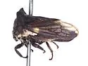 Selenacentrus wallacei - photo 4