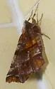 Northern Selenia - Hodges#6817