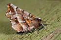 Northern Selenia - Hodges#6817 - photo 2