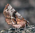 Northern Selenia - Hodges#6817 - photo 3