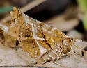 Northern Selenia - Hodges#6817 - photo 4