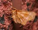 Kent's Geometer - Hodges#6818