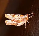 Kent's Geometer - Hodges#6818 - photo 5