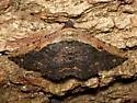 Pale-edged Selenisa - Hodges#8658 - photo 2