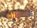Pale-edged Selenisa - Hodges#8658 - photo 3