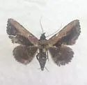 Pale-edged Selenisa - Hodges#8658 - photo 5