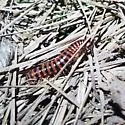 Selenocheir sinuata - photo 3
