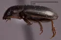 Selenophorus aeneopiceus - photo 2