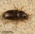 Selenophorus aeneopiceus - photo 3