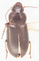 Selenophorus aeneopiceus - photo 4