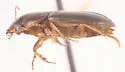 Selenophorus aeneopiceus - photo 5