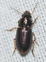 Selenophorus aequinoctialis