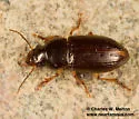 Selenophorus aequinoctialis - photo 2