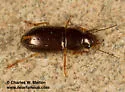 Selenophorus aequinoctialis - photo 3