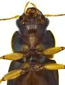 Selenophorus aequinoctialis - photo 4