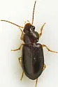 Selenophorus balli