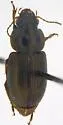 Selenophorus breviusculus