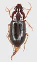 Selenophorus chaparralus