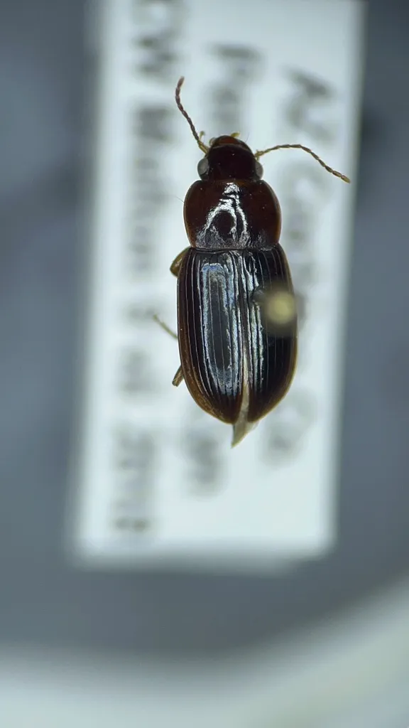 Selenophorus concinnus - photo 2