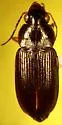 Selenophorus discopunctatus