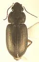 Selenophorus discopunctatus - photo 3