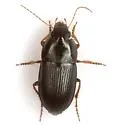 Selenophorus ellipticus - Selenophorus ellipticus