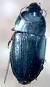 Selenophorus ellipticus - photo 2
