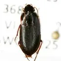 Selenophorus ellipticus - photo 3