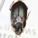 Selenophorus ellipticus - photo 4