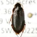 Selenophorus ellipticus - photo 5