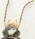 Selenophorus elytrostictus - photo 2