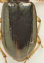 Selenophorus elytrostictus - photo 3