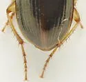Selenophorus elytrostictus - photo 4