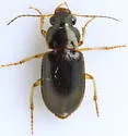 Selenophorus elytrostictus - photo 5