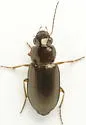 Selenophorus fatuus - photo 2