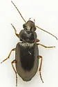 Selenophorus fatuus - photo 3