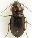 Selenophorus fatuus - photo 4