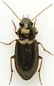 Selenophorus fatuus - photo 5