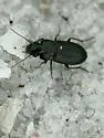 Selenophorus fossulatus