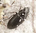 Selenophorus fossulatus - photo 2