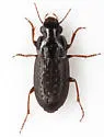 Selenophorus fossulatus - photo 3