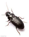 Selenophorus fossulatus - photo 4